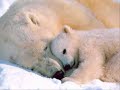 PALIN called Hillary a failure, well she doesn't KILL Animal