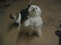 Buster the walking dog