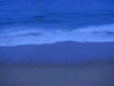 Giant Jack crevelles from the beach Giant Jack crevelles from the beach