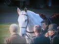Tainted Love - equestrian superstars