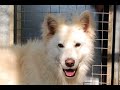 Desperate North Wales ex breeding dogs arrive at Many Tears
