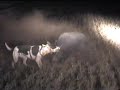 pig hunting pig hunting