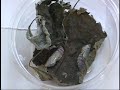 [YouHall]　蝶・昆虫その美しい世界