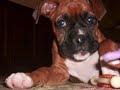 Lucy The Boxer puppy 10 weeks old
