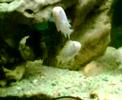 My Chiclids vol.2 My Chiclids vol.2