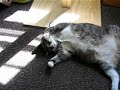 Fat cat relaxing