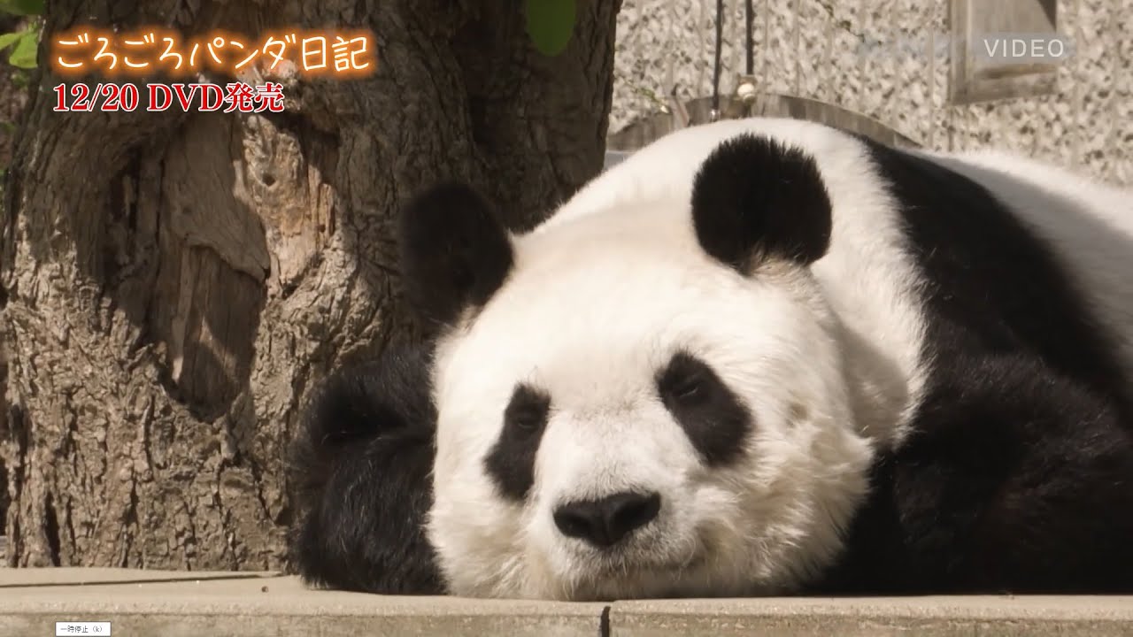 パンダのタンタン 二人の飼育員との約束」オフィシャルサイト パンダのタンタン 二人の飼育員との約束」オフィシャルサイト