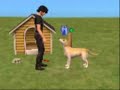 THE SIMS PETS / Meu dog tendo um ataque