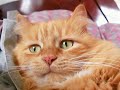 My Cat jiggles.