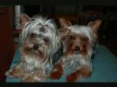 pekes planetyorkys