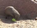Easter Eggs for Denver Zoo\ Easter Eggs for Denver Zoo\