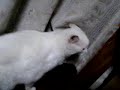 猫動画