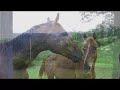 A Day At The Buckland Part 1
