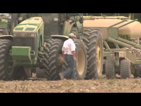 how to harvest rice and how is grown