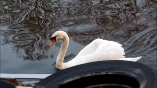 Video: Slavaki - Little K
