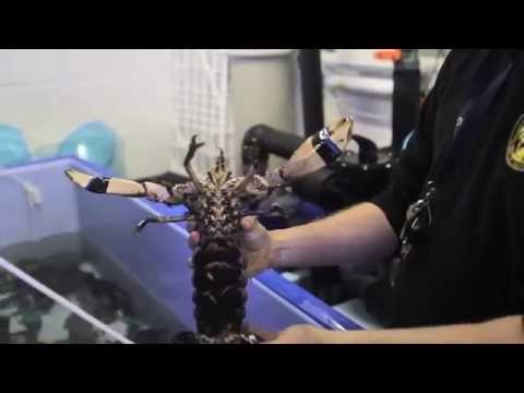 The Lobster Life Cyle Process and Release
