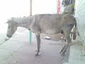 EL BURRO LENERO MAXIMO JIMENEZ