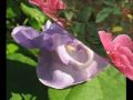 One Rose One Rose