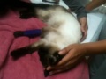 Saying goodbye to Louie pt.2