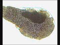 ARTEMIA EGGS by www.tierraexotica.com ARTEMIA EGGS by www.tierraexotica.com