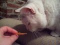 Cat eating Doritos