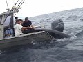 442.8kg Blue Marlin From a Trailer Boat