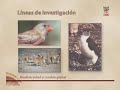 CSIC: Reintroducción de la gacela dorcas saharaui en Senegal