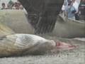 Beached Whale in Long Branch New Jersey