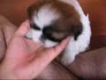 Shih-tzu - Puppies playing with me Shih-tzu - Puppies playing with me