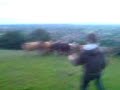 cow loving?