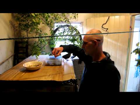 how to get rid of european starlings