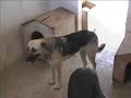 Marmaris dogs home short remix Marmaris dogs home short remix