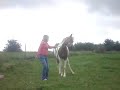 keno qui fait sa tete de mule keno qui fait sa tete de mule