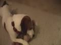 videos de in which Jasmine guts a rabbit