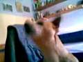 videos de lucacusano bliss k canta!!