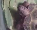 the greedy turtle  devours cabbage