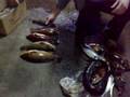 videos de caça sub goes