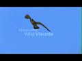 Peregrine Falco,falcon attack,do?an sald?r?s? atmaca sald?r?
