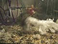 Battle for Bedding