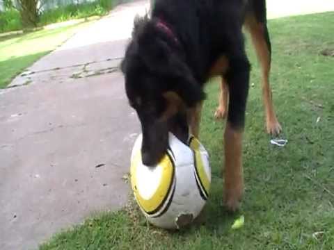 how to train a border collie x kelpie