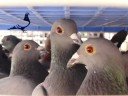 One Loft Race Derby International Arona-TENERIFE - The race style that you are looking for! www.derbyarona.com Palomas, colombófilo, colombofilia, colombodromo, derby, oneloftrace, pichones, aves, pajaros, veterinaria, todopalomas, todopalomas.com, duiven, Duiven, postduiven, Postduiven,...