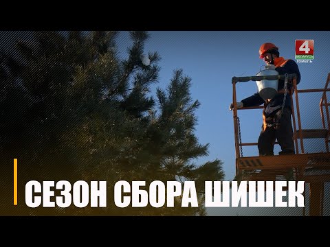 На Гомельщине стартовал сезон сбора и заготовки сосновых шишек видео