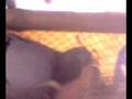 videos de taiwan racing pigeon-feed the baby