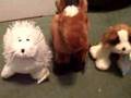 Webkinz Seal, Arabian horse, and lil kinz St. Bernard