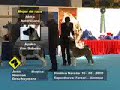Perros en Acción - Programa 6 - Bloque 1 Perros en Acción - Programa 6 - Bloque 1