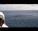 Costa Rica Marlin, Sails, Dorado & Kayak Fishing Costa Rica Marlin, Sails, Dorado & Kayak Fishing