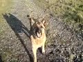 German Shepherd Max (Power) & The Stone Game German Shepherd Max (Power) & The Stone Game