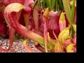 Seasons - Beautiful Carnivorous Plants Seasons - Beautiful Carnivorous Plants