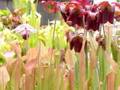 Seasons - Beautiful Carnivorous Plants