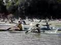 REGATA SAN PEDRO REGALADO K1 SENIOR